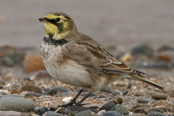 De Strandleeuwerik